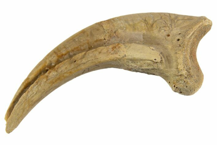 Fossil Raptor Hand Claw - Lance Formation, Wyoming #330932